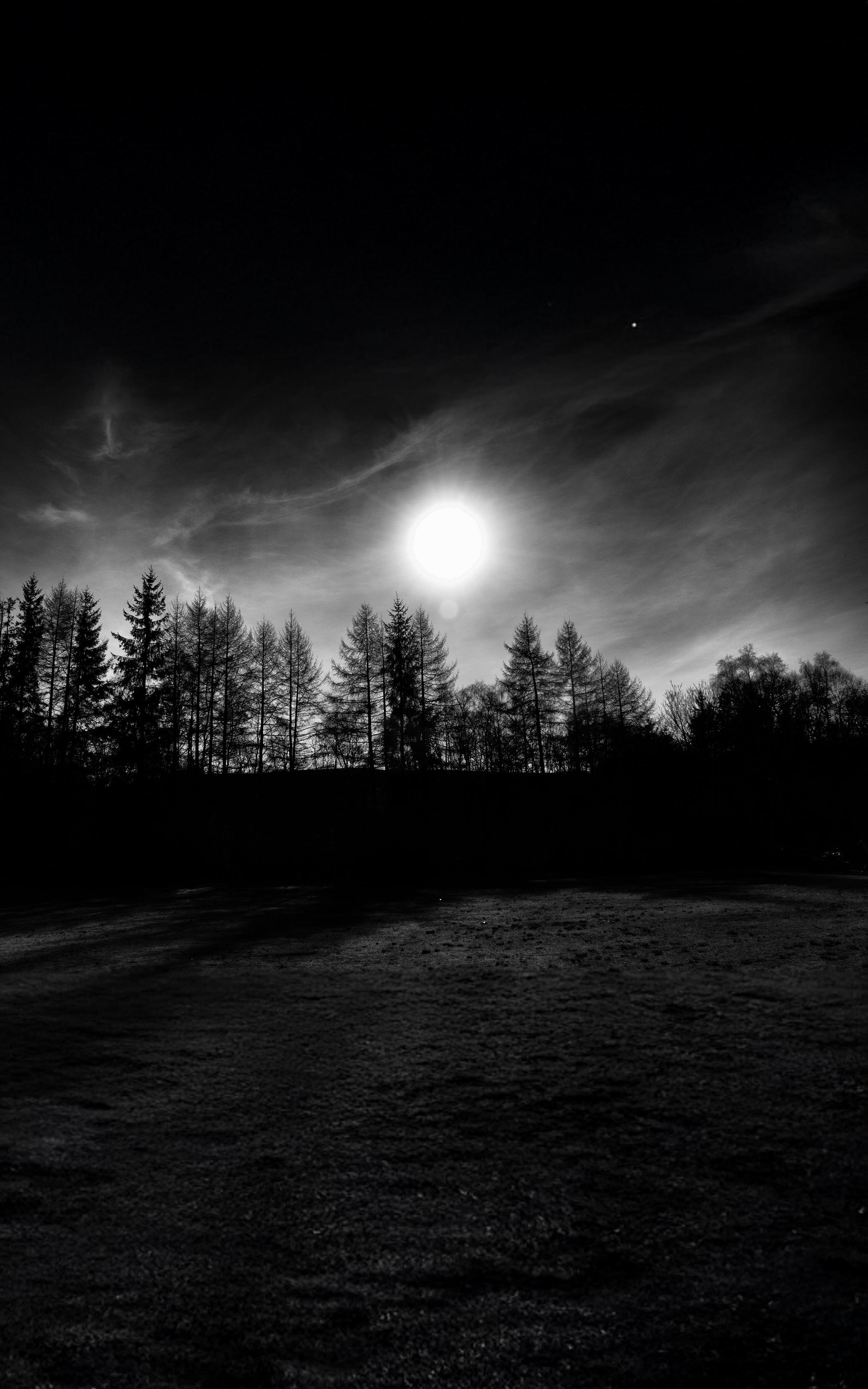 Moonlit Forest Silhouette