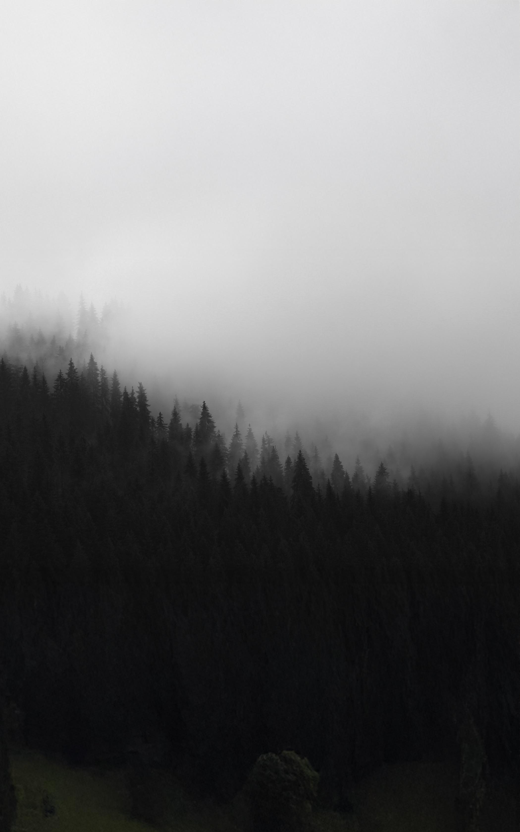 Misty Pine Shadows
