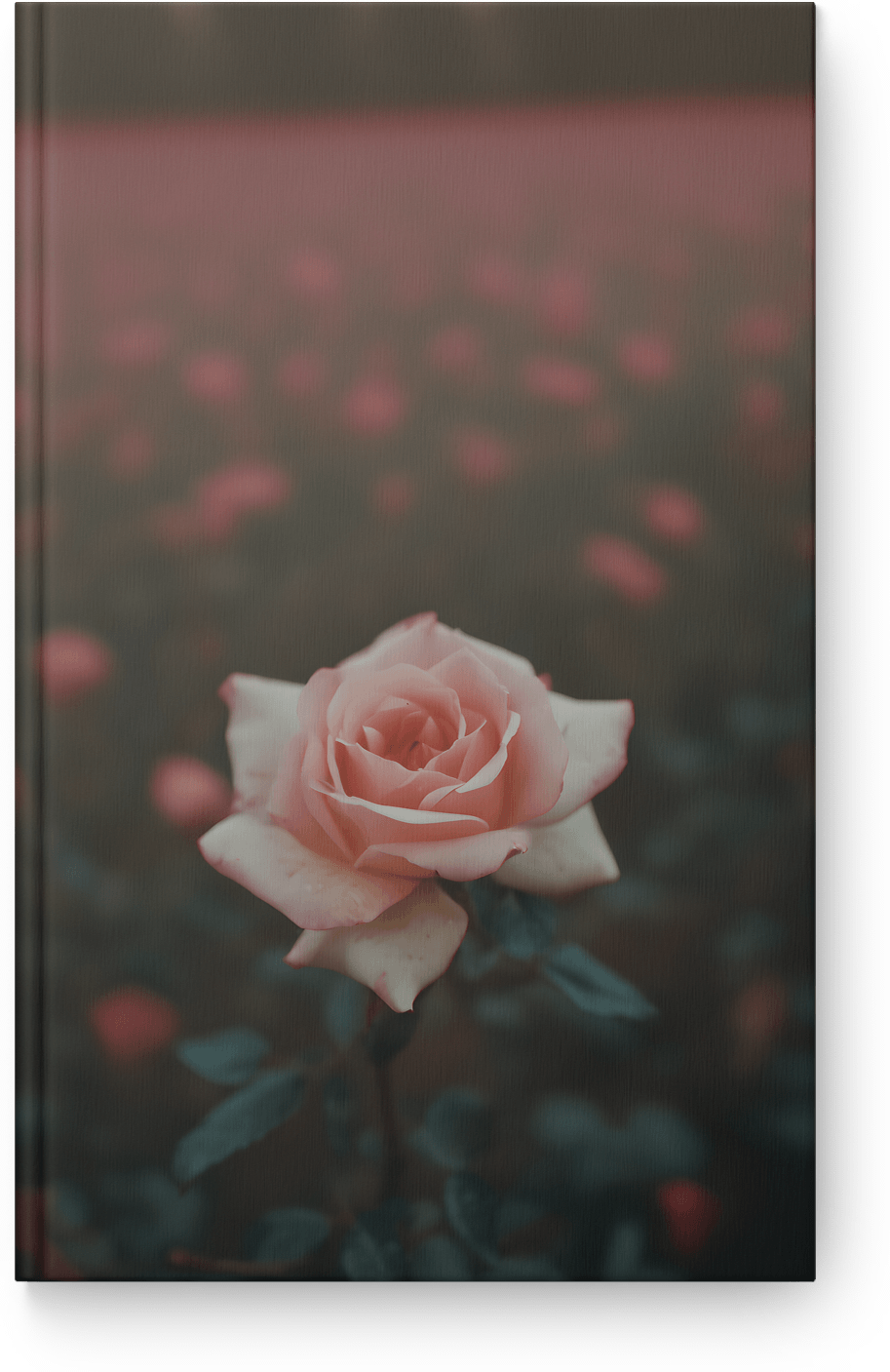 Soft Blush Rose