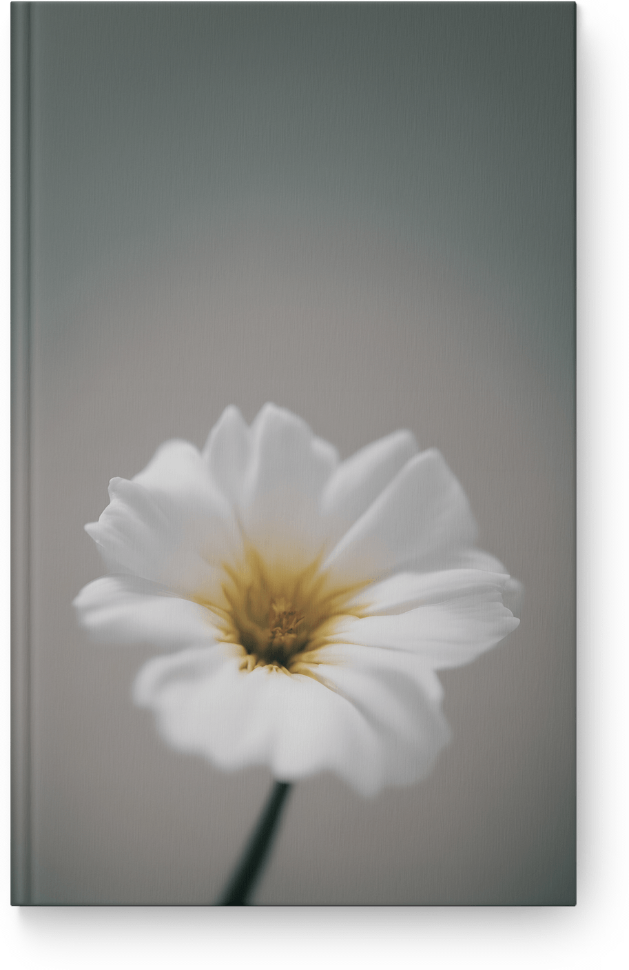 Soft White Bloom