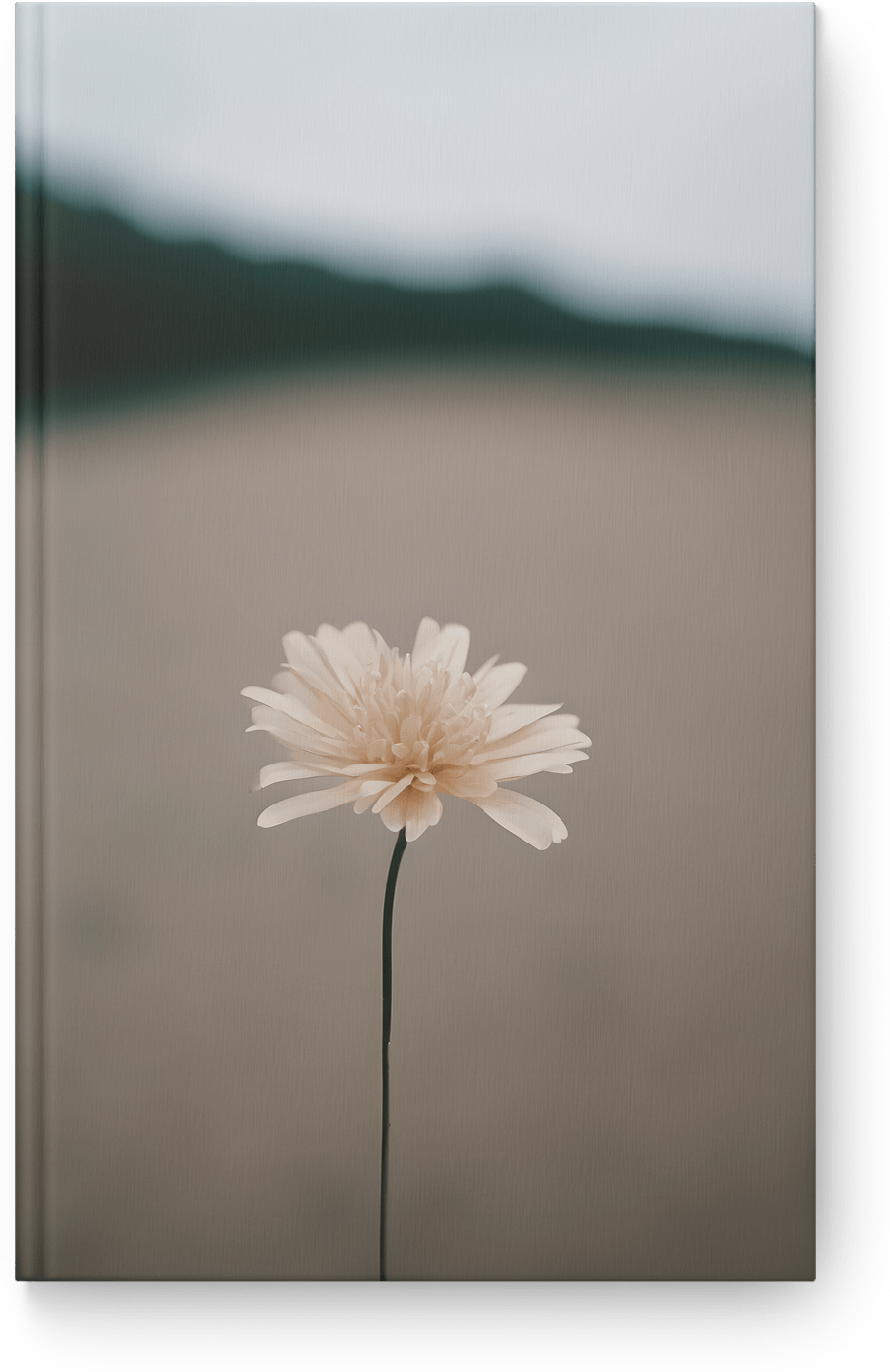 Delicate Cream Blossom